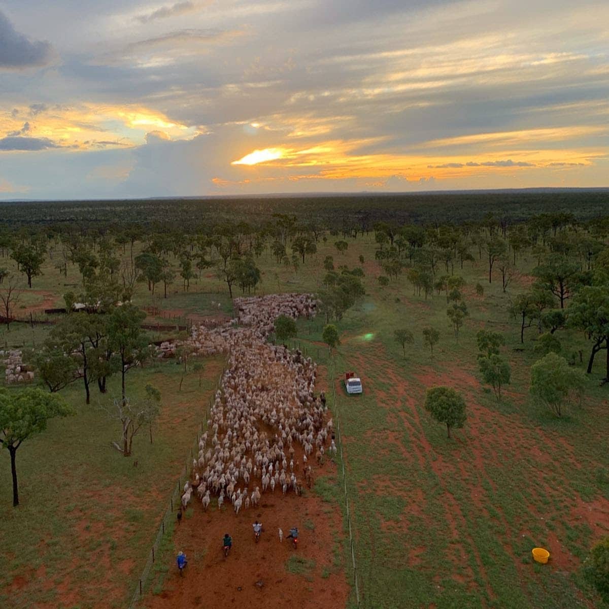 Wongalee-cattle-station